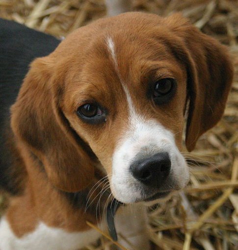 Beagle...