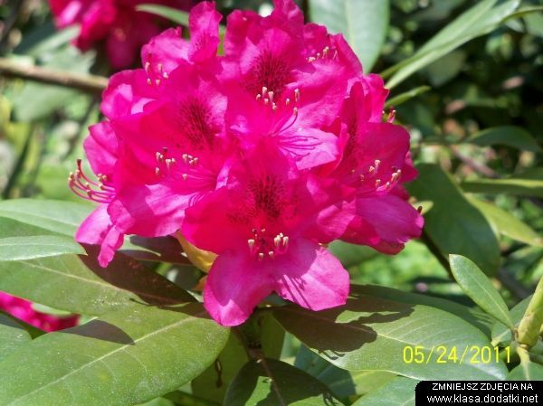 Rododendron