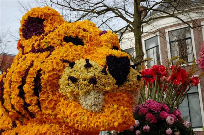 Festiwal kwiatów Bloemencorso w Holandii!