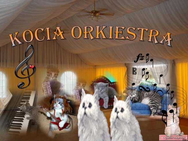 Kocia orkiestra