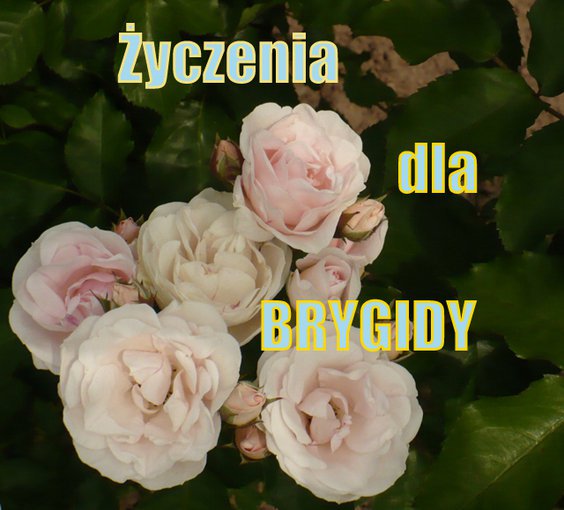 Życzenia dla Brygidy - kwiaty lipca