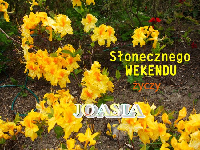 Słoneczny Weekend - Życzenia