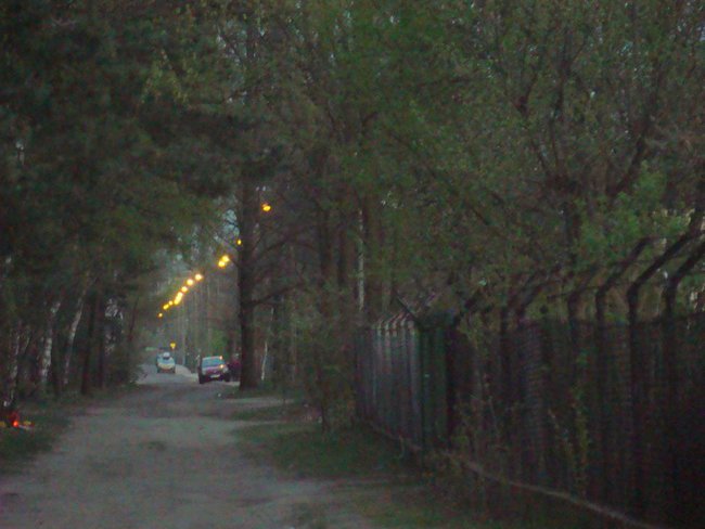 Walking with bloodhounds