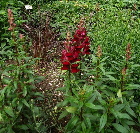 Ogród Botaniczny w Hamburgu