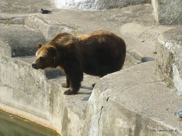 NIEDZWIADKI W ZOO