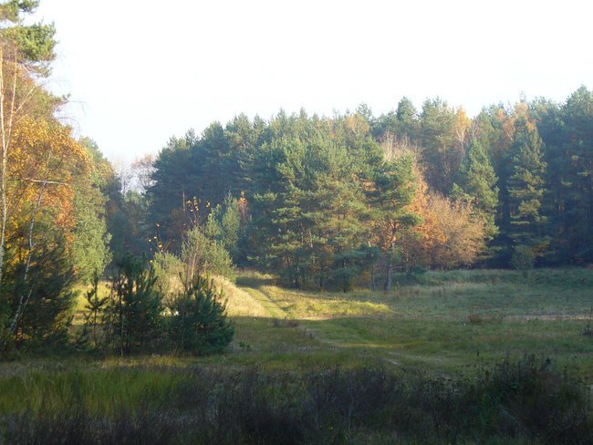 Jesienią, jesienią drzewa się rumienią.