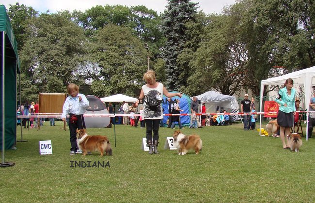 Diabelskie Rozdroże (FCI) sheltie