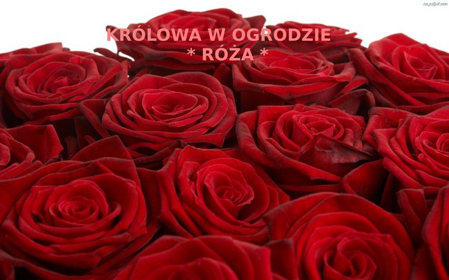 Róża