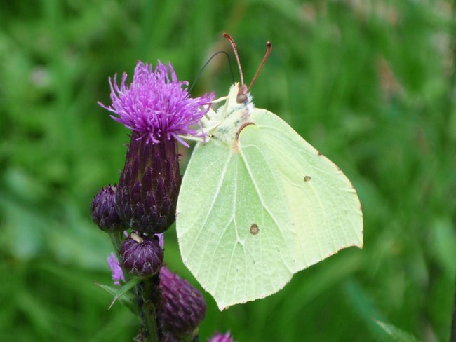 W pogoni za motylkiem...