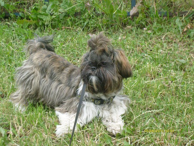 Dżoker - Mój kochany pies :)