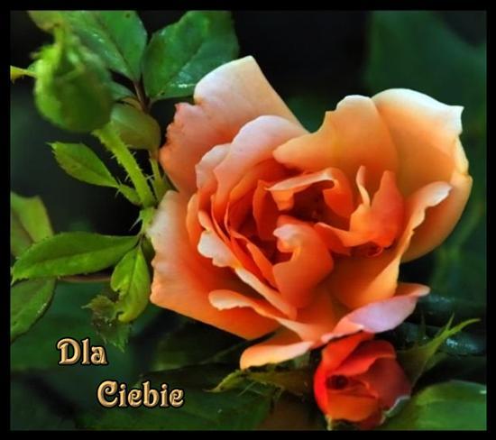 DLA KINGI W WASZĄ 1 rocznice ślubu życzenia skladamy ciocia Basia z chrzesnym Zygmuntem i rodzinką