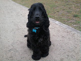 Vivat - pies wspaniały