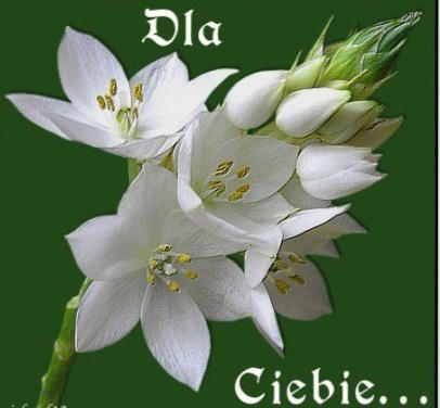 Witaj i pozdrawiam .