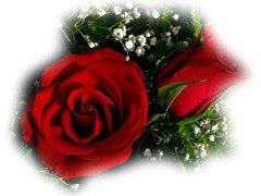 Kwiaty miłości...:)