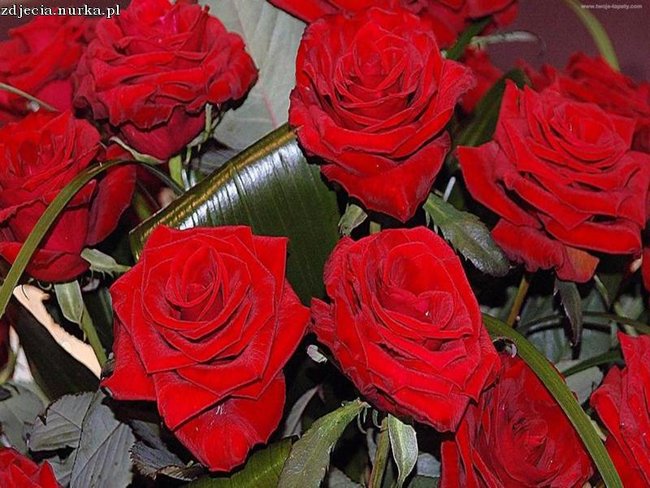 DLA WSZYSTKICH BASIENIEK Z MOJEGO PROFILKU