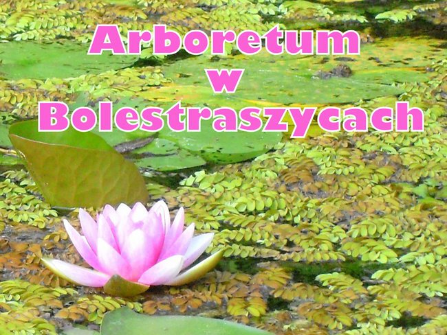 Arboretum w Bolestraszycach