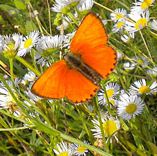 .....W naszym ogródku....