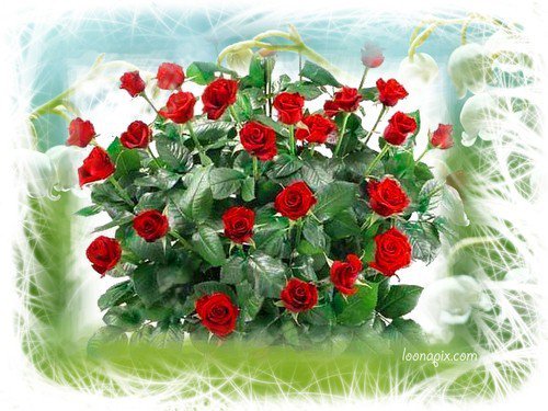 PAMIĄTKA URODZINOWA 6 - GRUDZIEŃ 2011r.