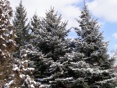 bozonarodzeniowe zyczenia