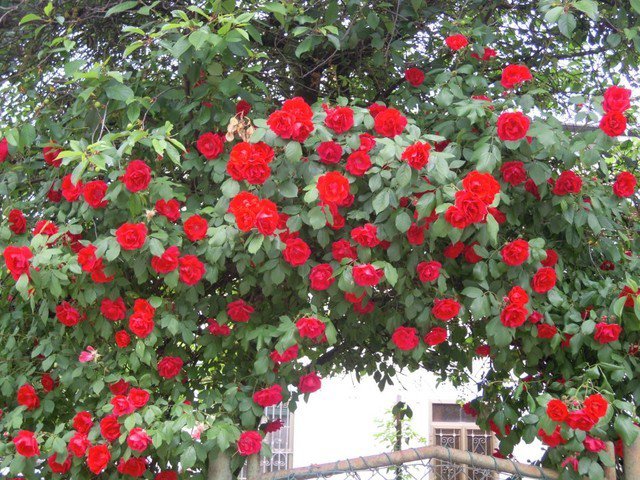 Dla Ciebie - Groszki i róże