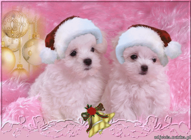 KOCHANEJ PRZYJACIÓŁCE -EWA