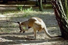 Zwierzęta z całego świata.