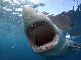 Zagraniczne aktorki piosenkarki i Polskie.