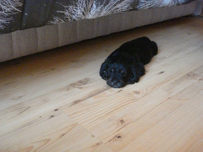 Majusia, Dino,Filemon.