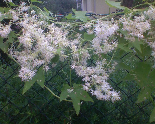 Dla moich Przyjaciol