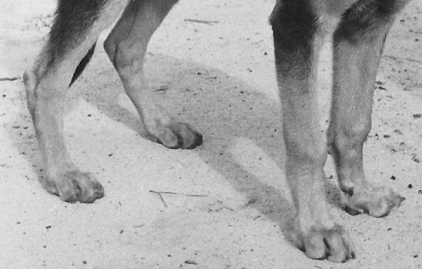 W dżungli życia zawsze ci pomogą