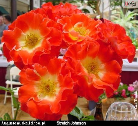 Zyczenia urodzinowe dla Zuteczki