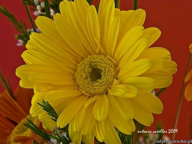 Dla  ciebie  moje  sloneczko  MARYSIU