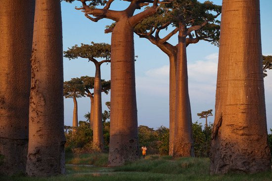 KAMIENNY LAS MADAGASKARU