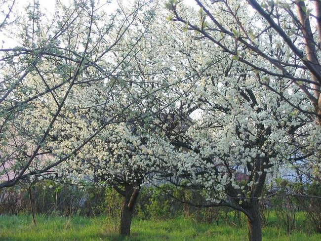 DANA - PIĘKNO PRZYRODY II