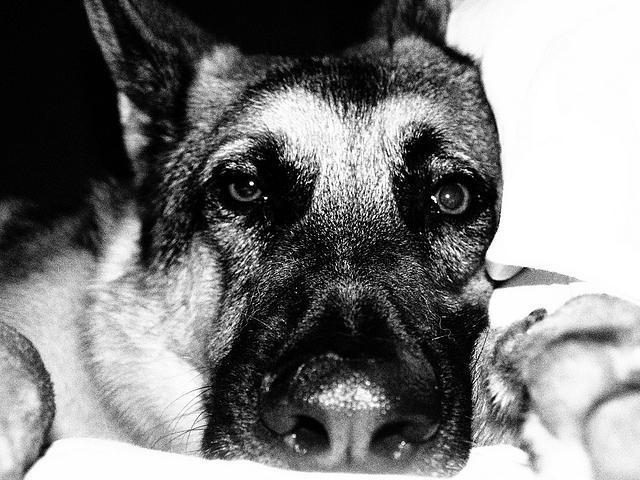 Dla mojej kochanej Sońki :*