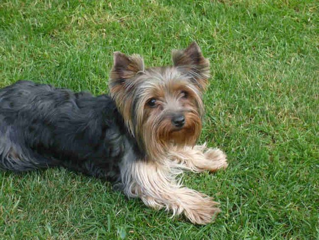 dla moje koleżanki naj Nessi