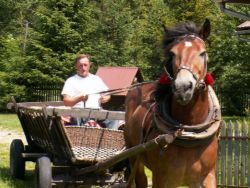 KOŃIE W SŁUŻBIE CZŁOWIEKA