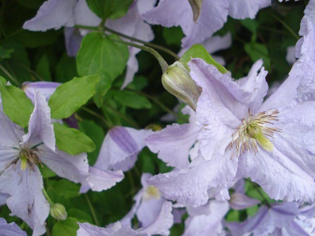 SDM Zielony Dom  Erotyk - cover KTS