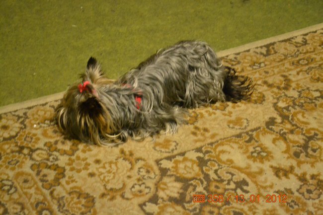 ALFRED TOMICZEK 22 STYCZEŃ 2012.ROK