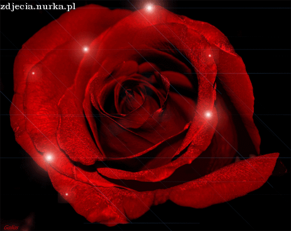 WALENTYNKOWA RÓŹA MIŁOŚCI