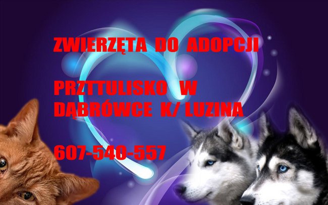 PRZYTULISKO W DĄBRÓWCE KOŁO LUZINA