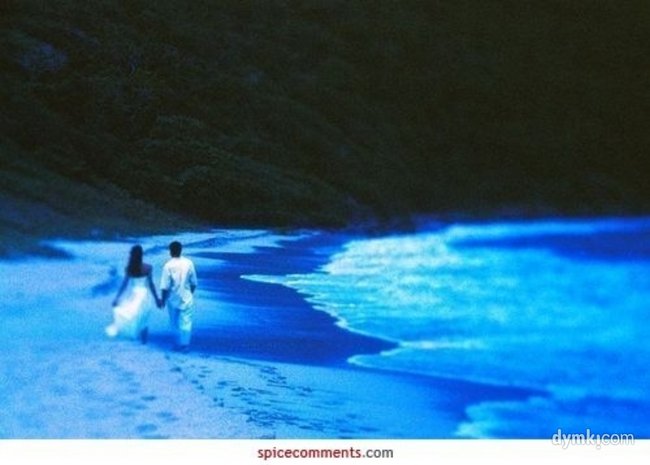 PICOLLO FIORE DOVE VAI