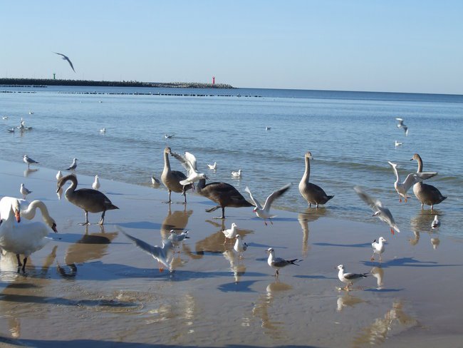 Wspomnienia z Kołobrzegu.