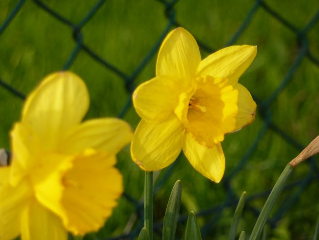 O mój rozmarynie...