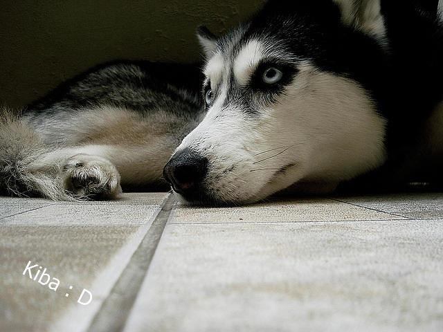 Kocham cię Mamba;***