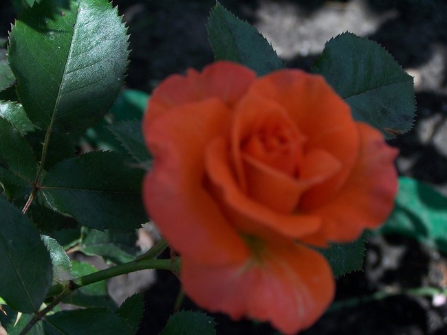 RÓŻE Z MOJEJ DZIAŁECZKI.