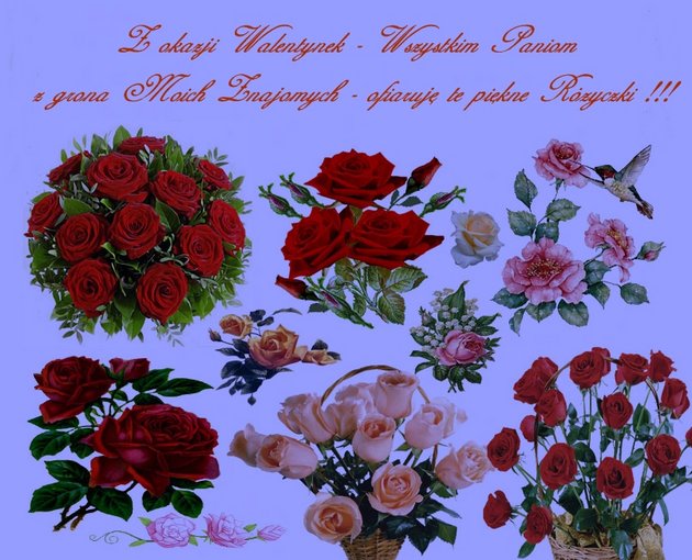 Piękne Róże
