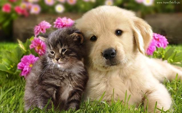 DLA KOCHANEJ BASIEŃKI BUZIACZKI