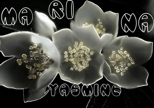 YASMINE FLOWER - MARINA YASMINE