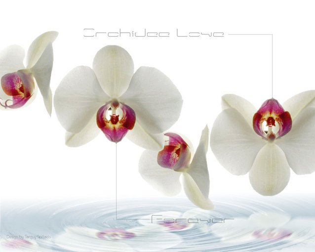 ORCHID - MARINA YASMINE